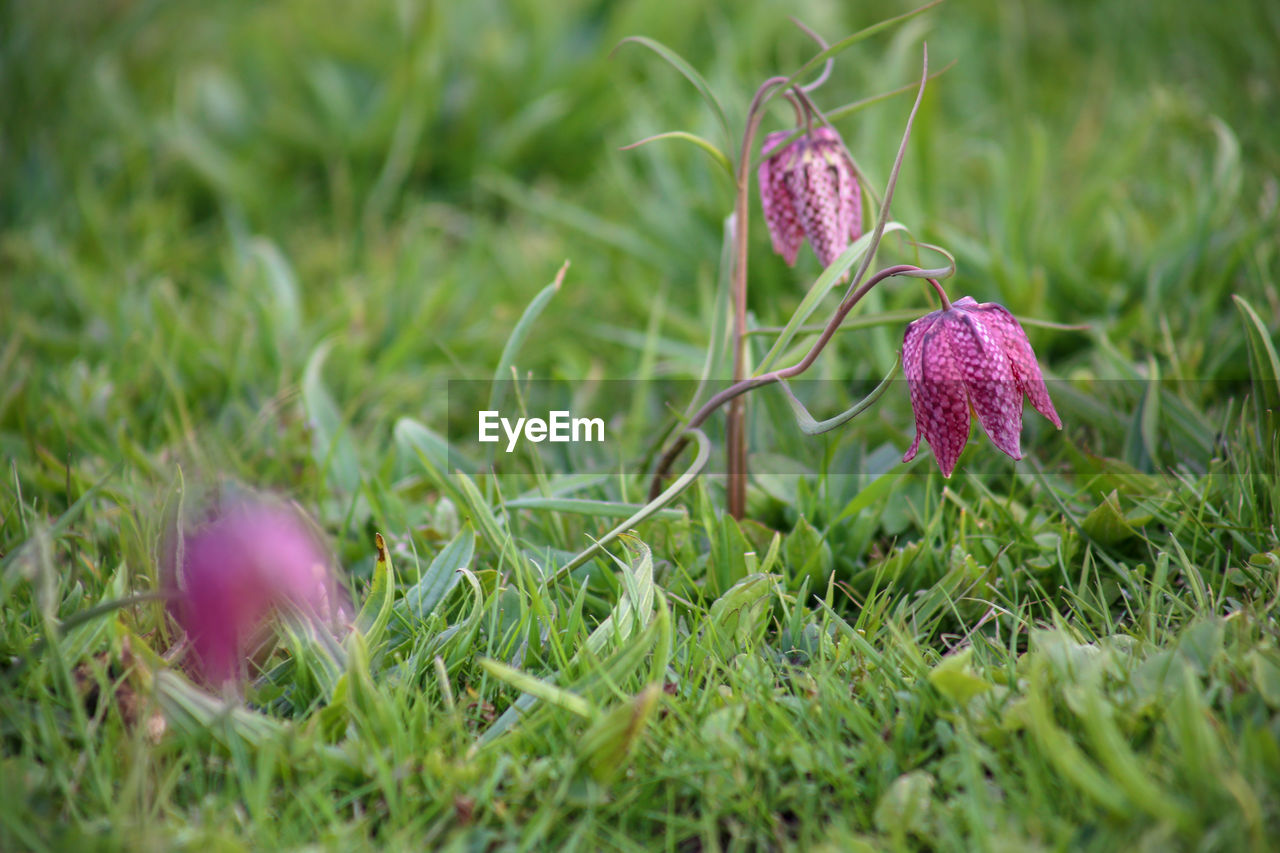 CLOSE-UP OF PURPLE CROCUS FLOWERS ON FIELD