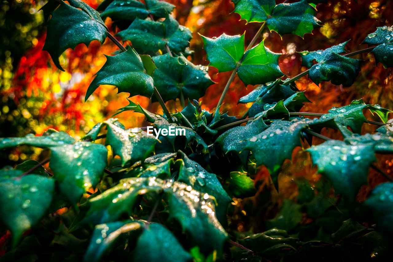 Close-up of wet plants during autumn