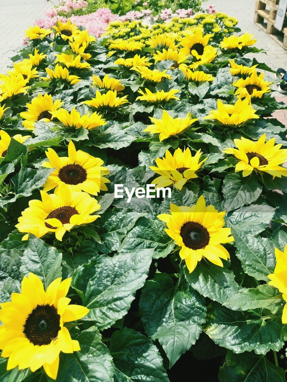 CLOSE-UP OF YELLOW FLOWERS BLOOMING