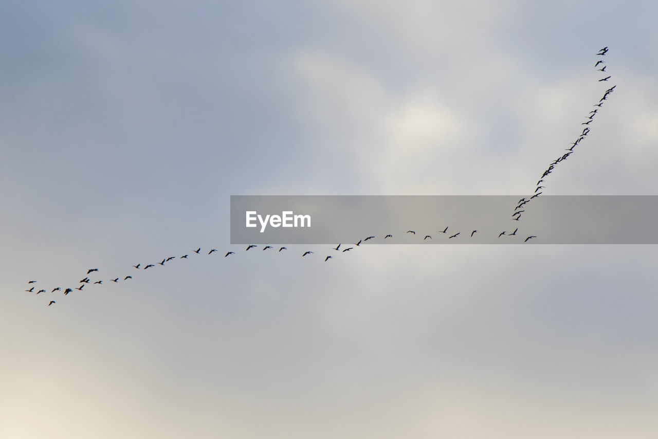 Birds flight in the sky, background. clouds and blue sky.