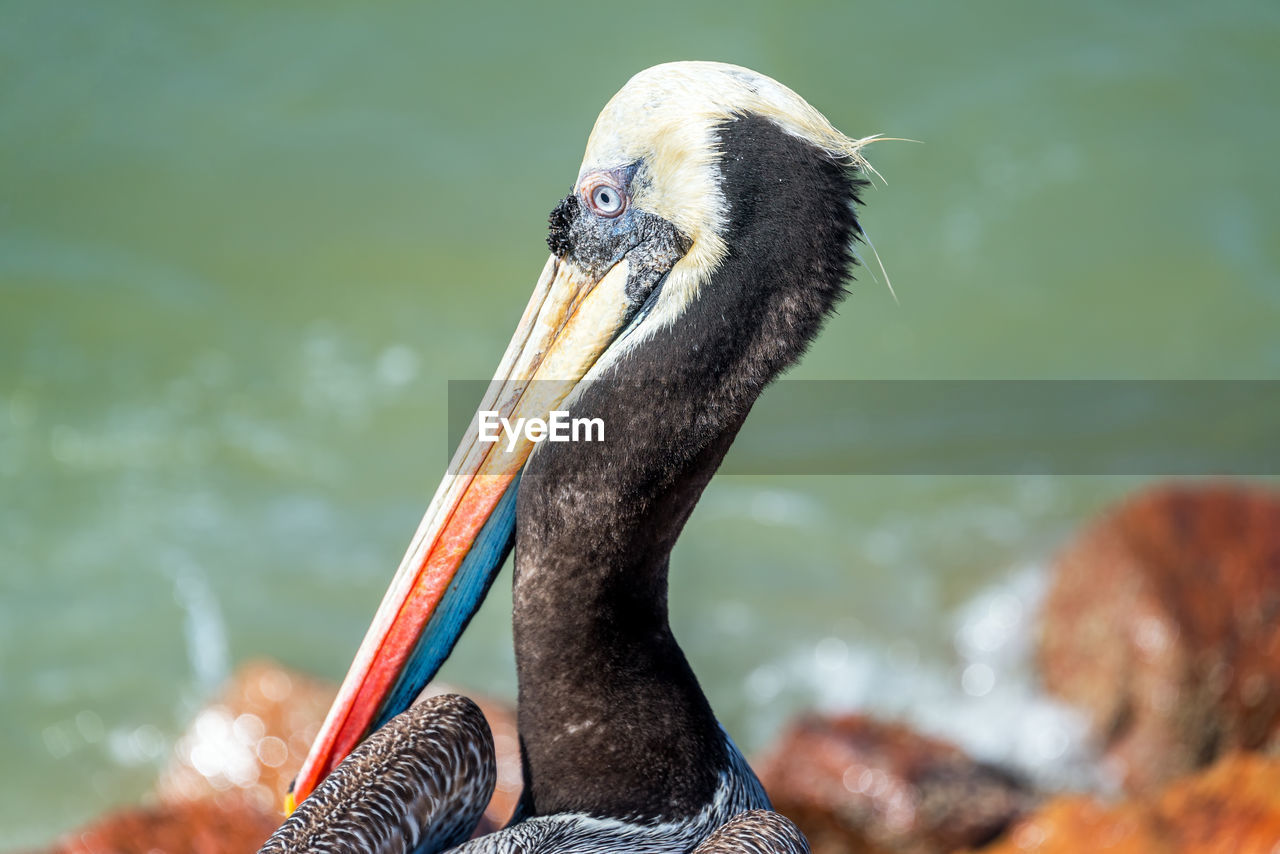 Close-up of pelican at sea shore