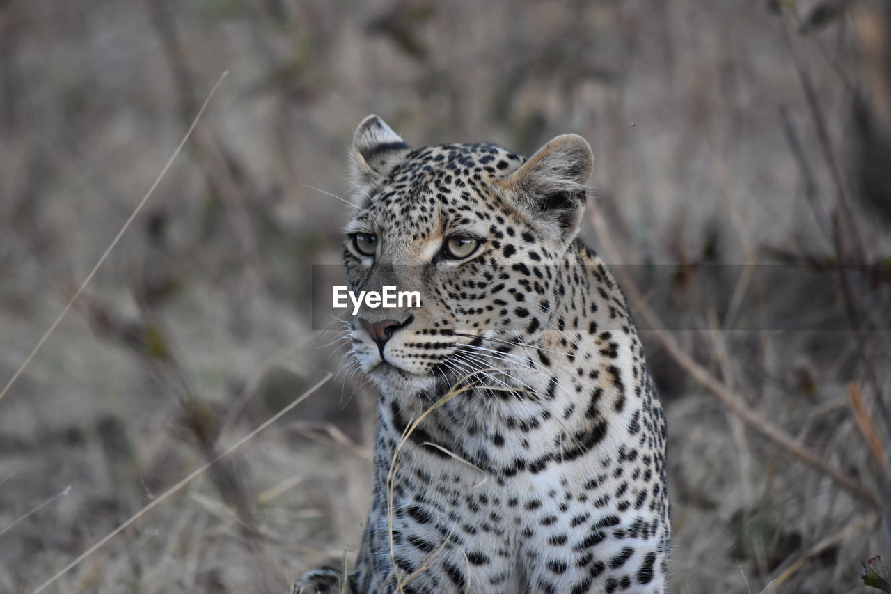 Leopard  face close up 