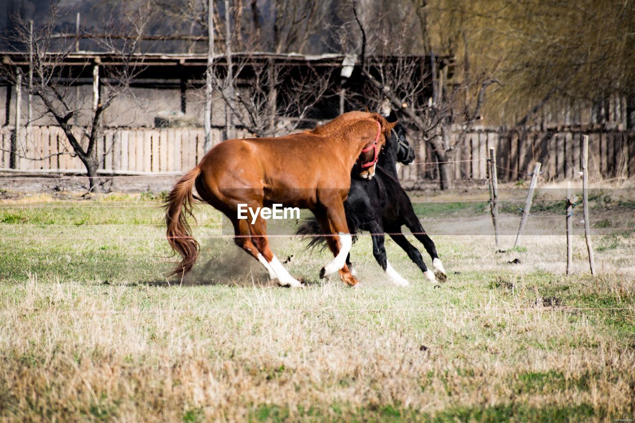 HORSE RUNNING IN THE RANCH