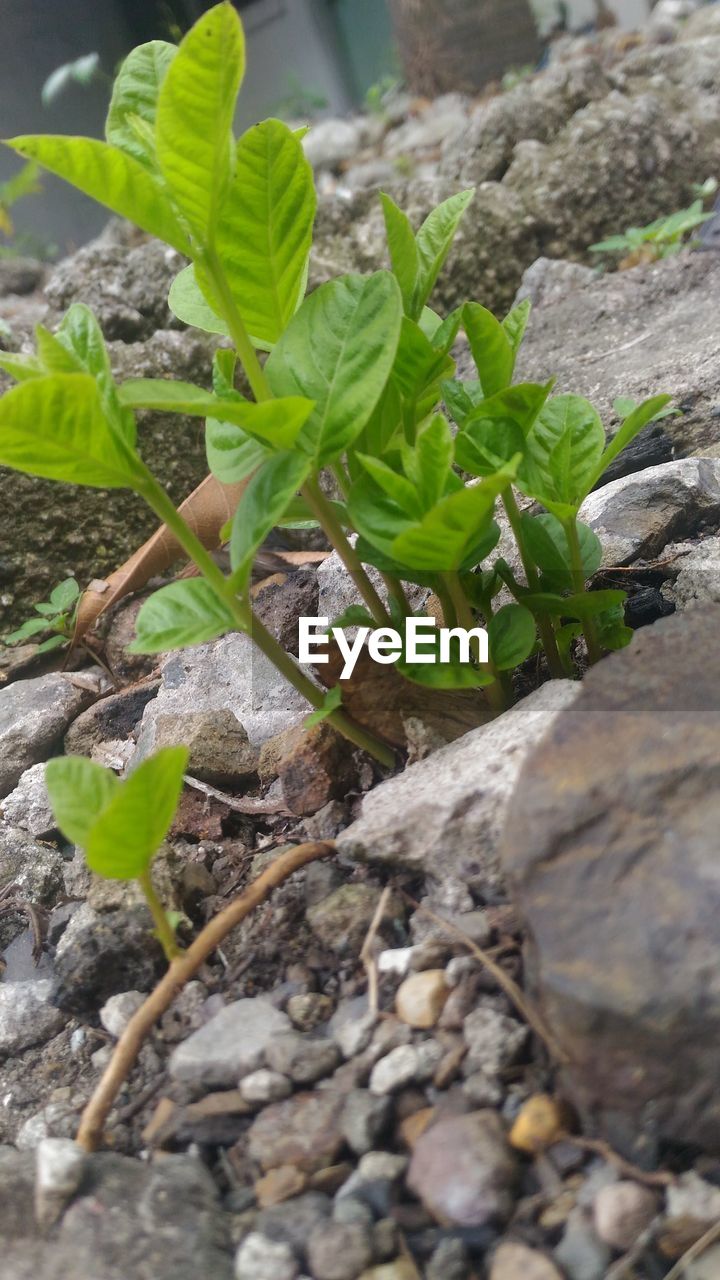 CLOSE-UP OF FRESH GREEN PLANT