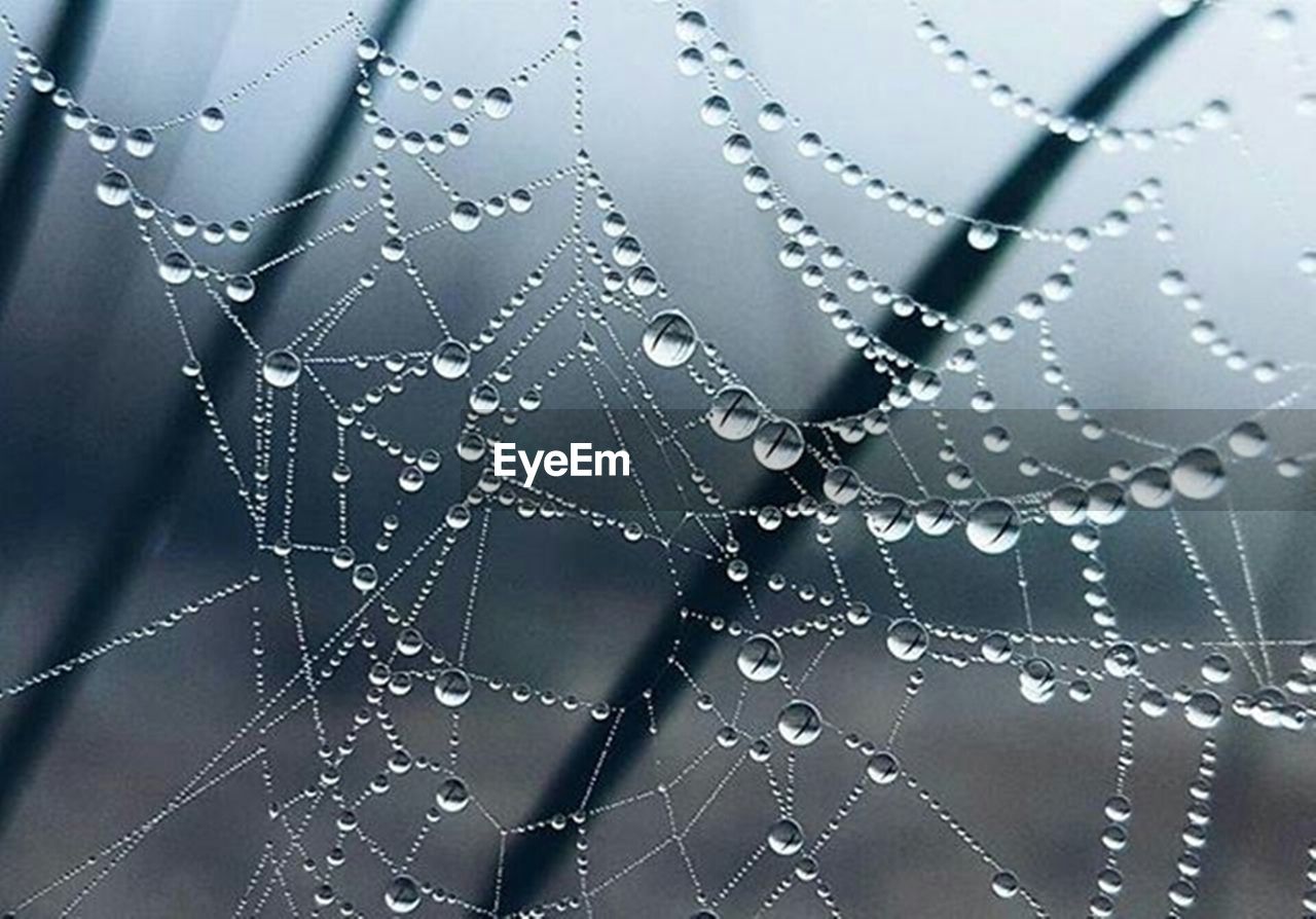 DEW DROPS ON SPIDER WEB