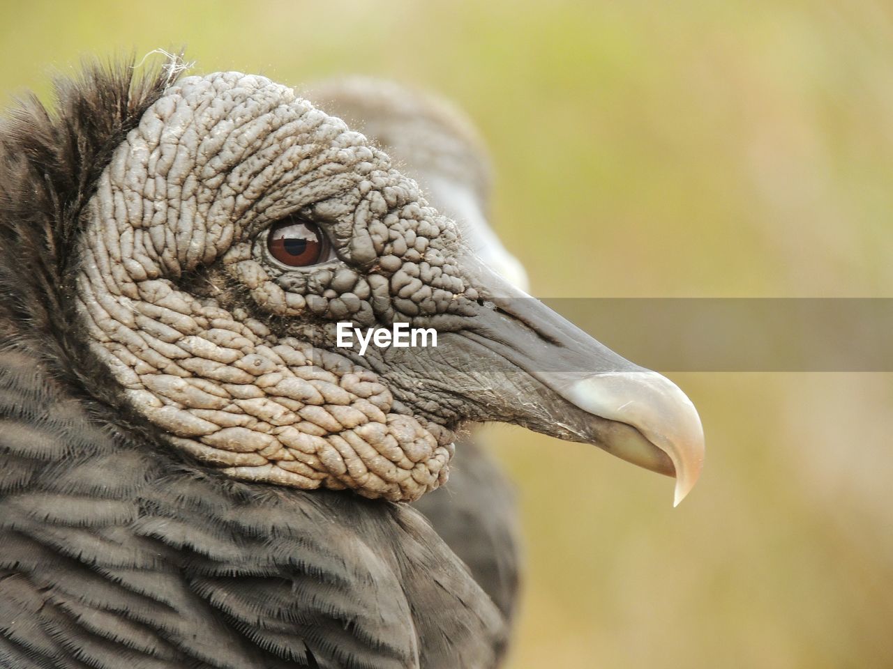 Close-up of vulture