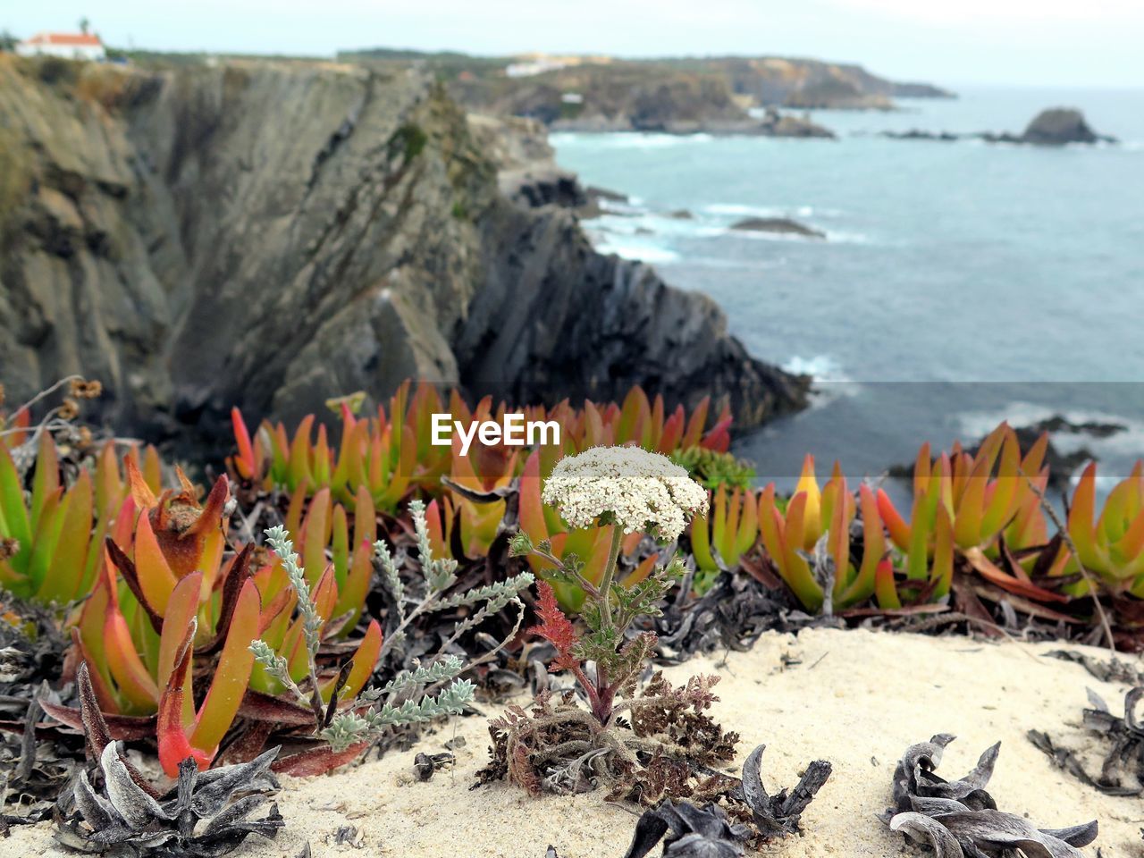 Close-up of flowering plants at beach