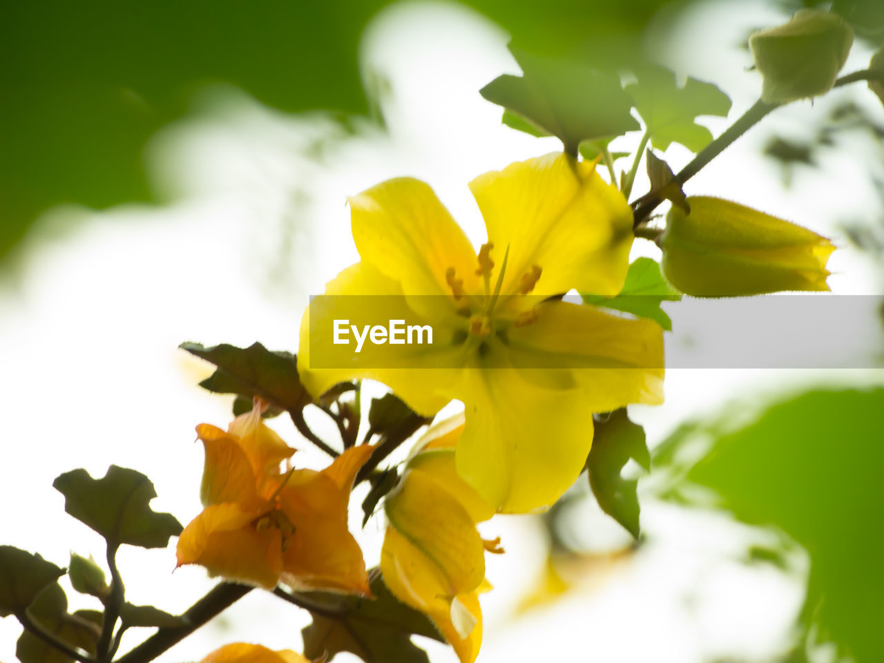 CLOSE-UP OF YELLOW FLOWERS BLOOMING IN PARK