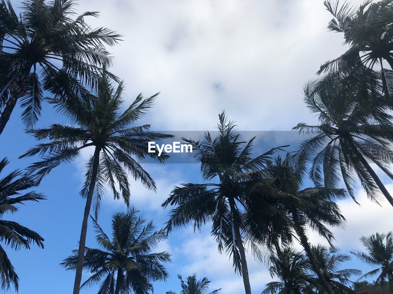 LOW ANGLE VIEW OF COCONUT PALM TREE AGAINST SKY