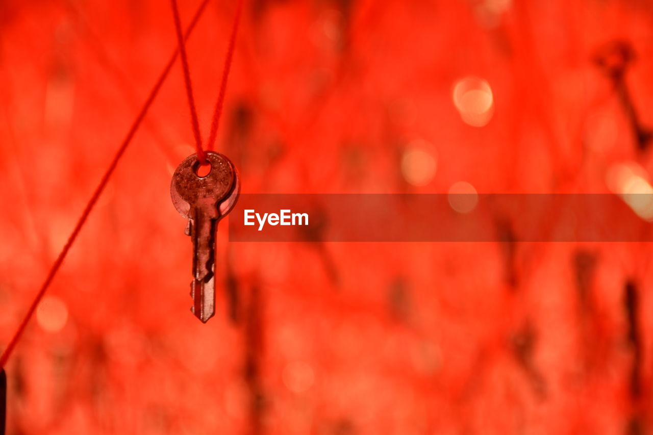 Extreme close up of water drops on branch