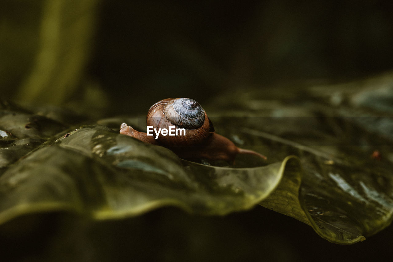 Close-up of snail on dry leaf