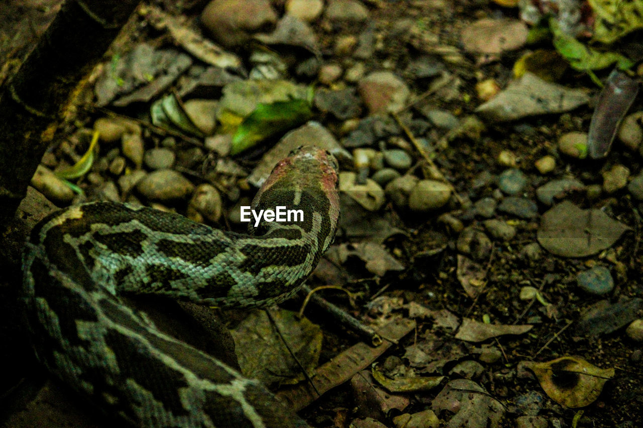 High angle view of a snake on land