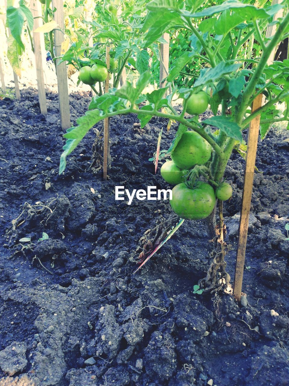 Close-up of tomatoes growing on plant at agricultural field