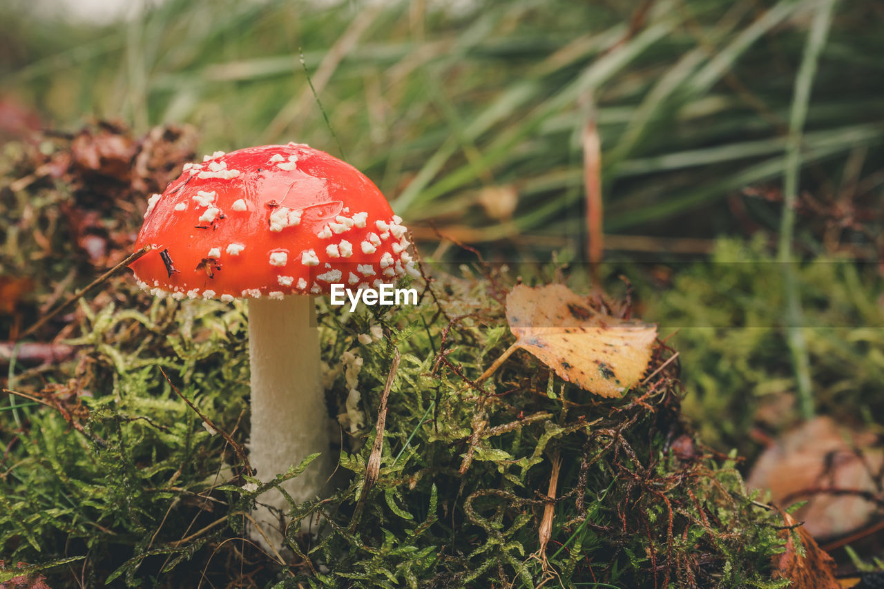 Close-up of fly agaric mushroom growing on grass