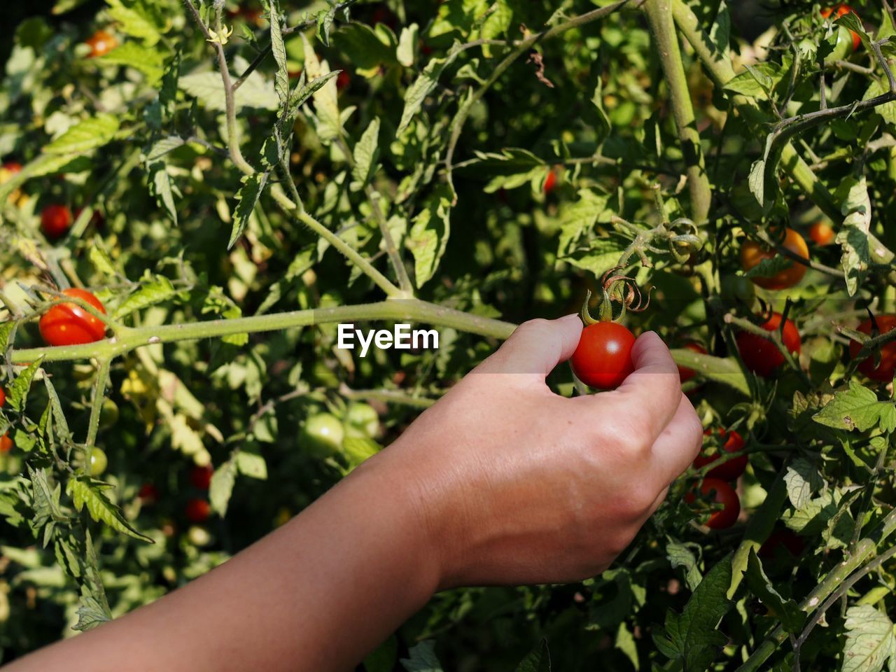 CROPPED IMAGE OF HAND HOLDING FRUIT