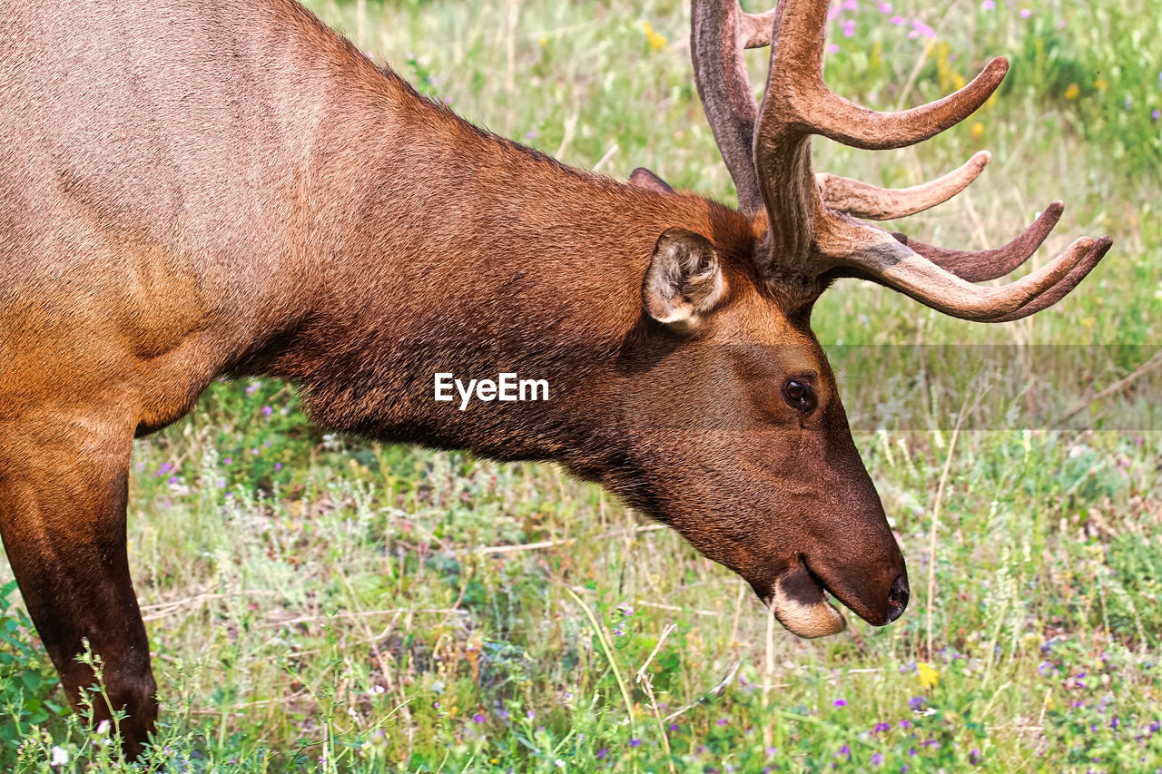 Side view of an elk head and antlers.