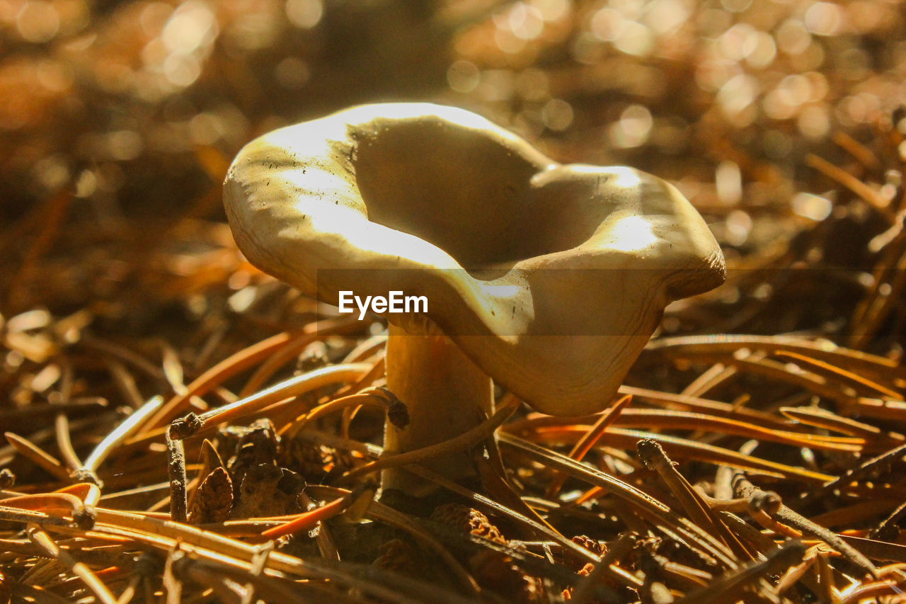 CLOSE-UP VIEW OF MUSHROOM