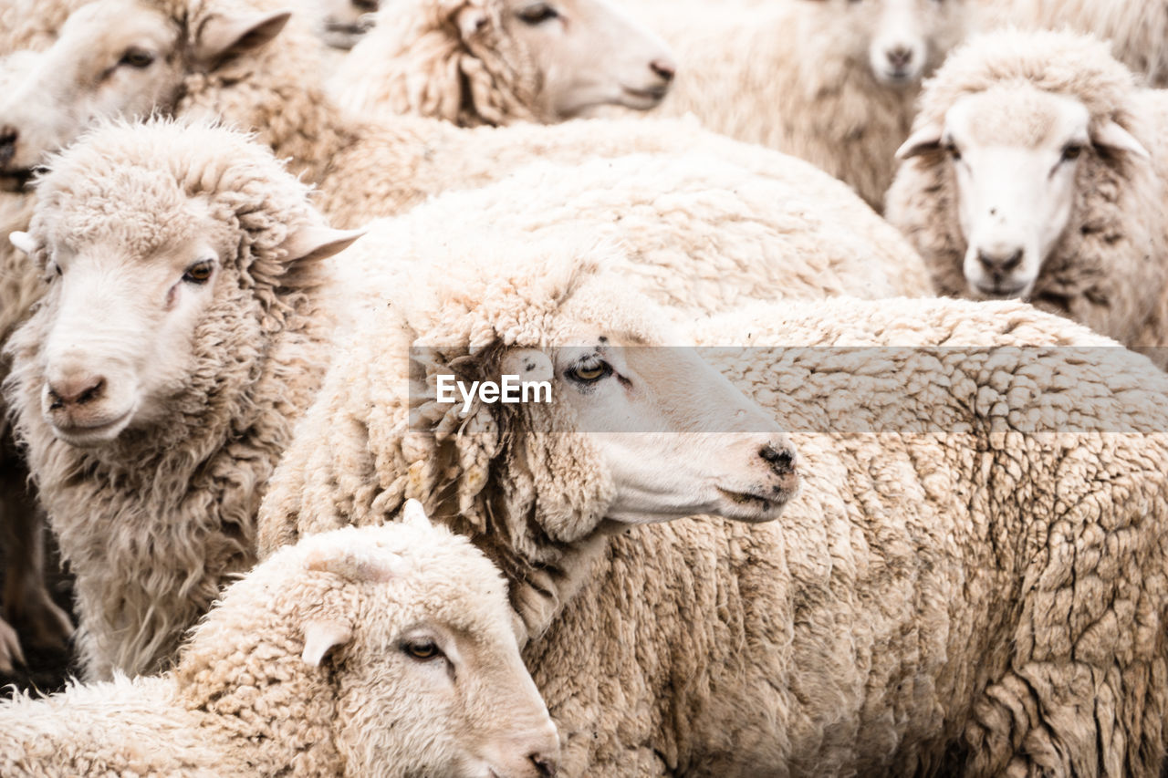 Herd of sheep in animal pen