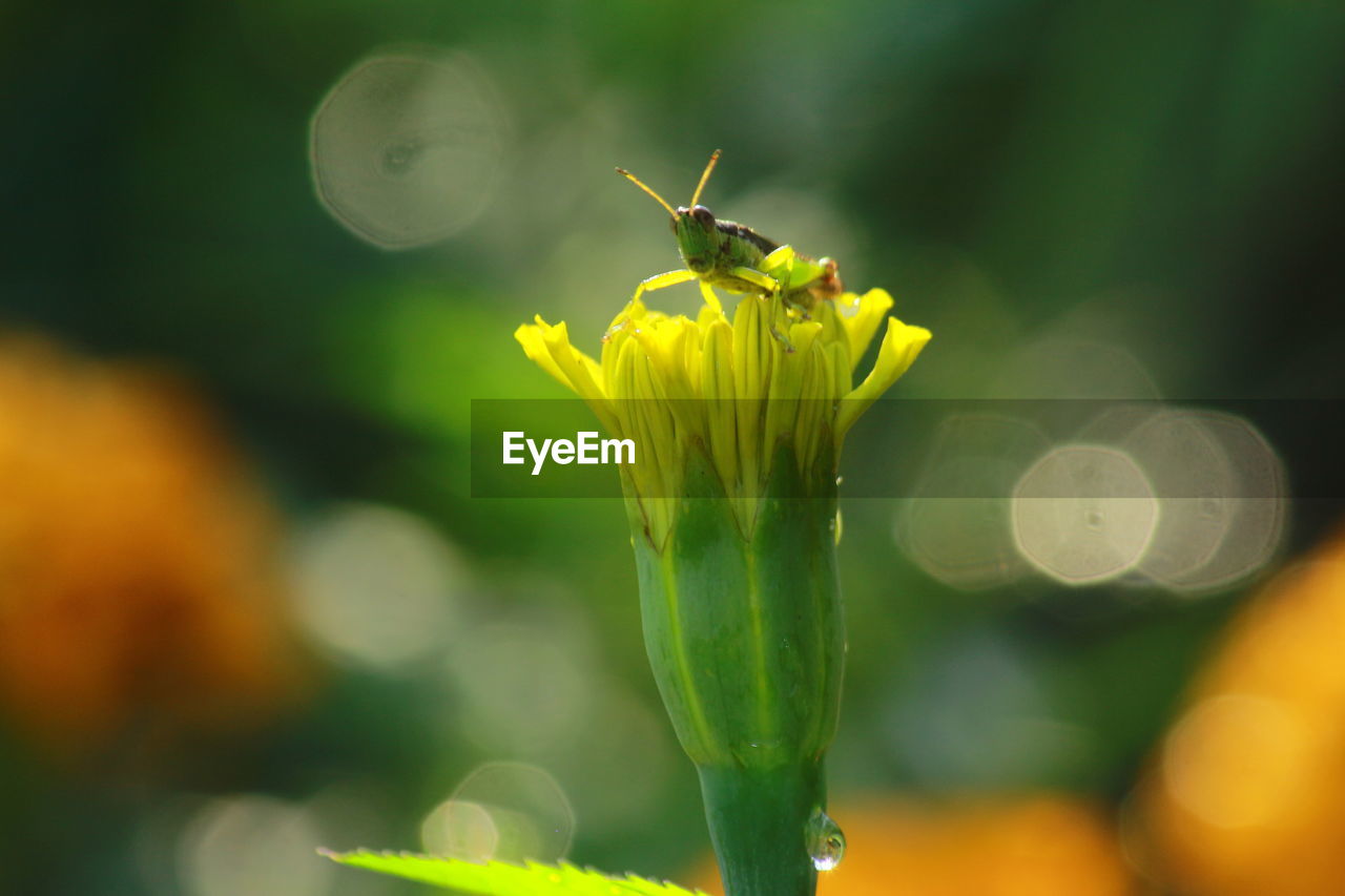 CLOSE-UP OF HONEY BEE ON YELLOW FLOWER