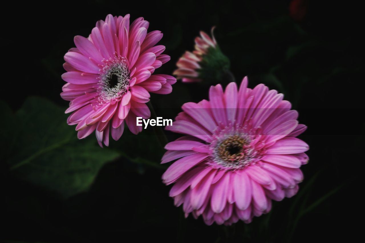 Close-up of pink cosmos blooming outdoors