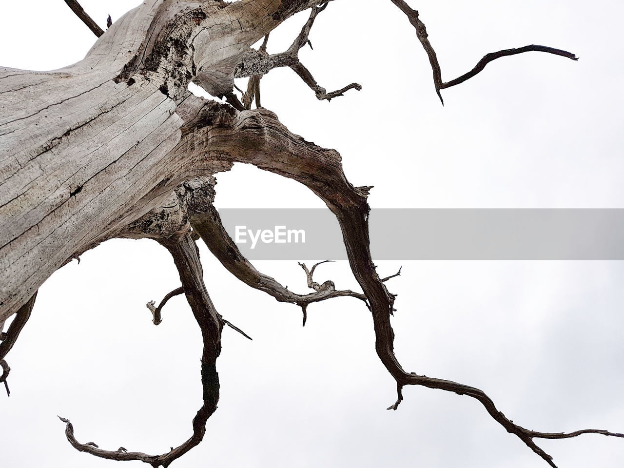 LOW ANGLE VIEW OF BARE TREE AGAINST SKY