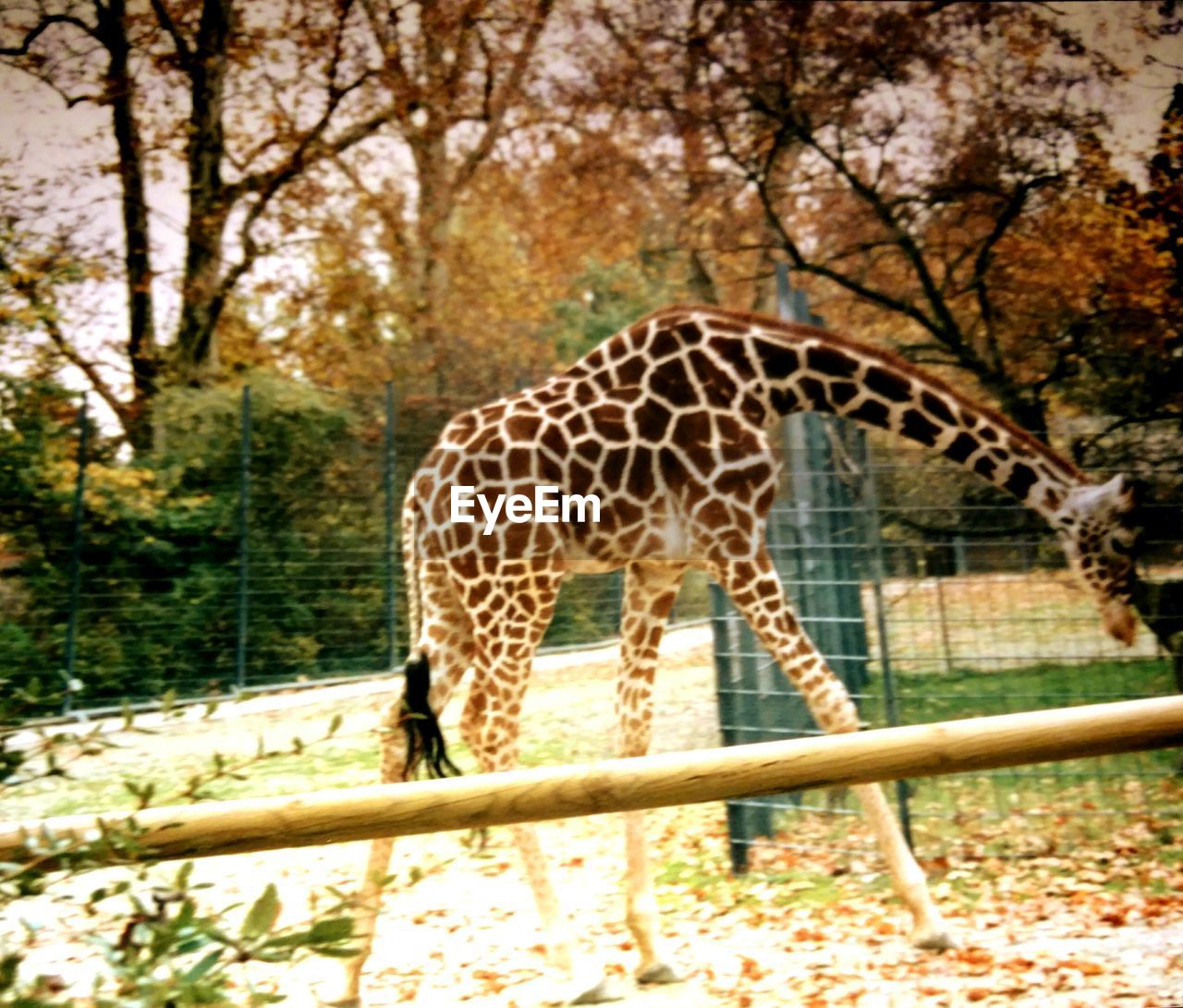 ZEBRAS IN FOREST