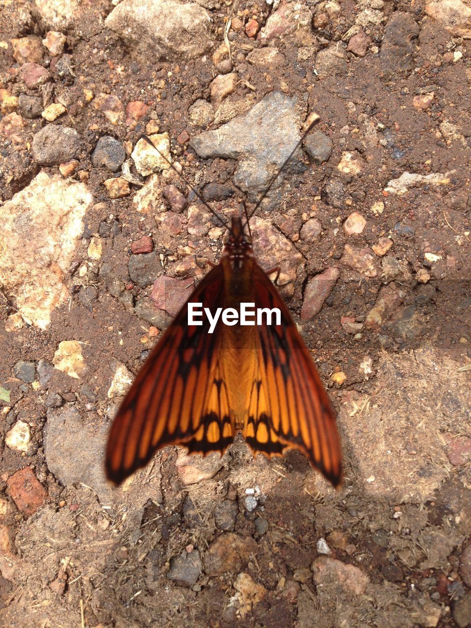 CLOSE-UP OF BUTTERFLY PERCHING ON GROUND