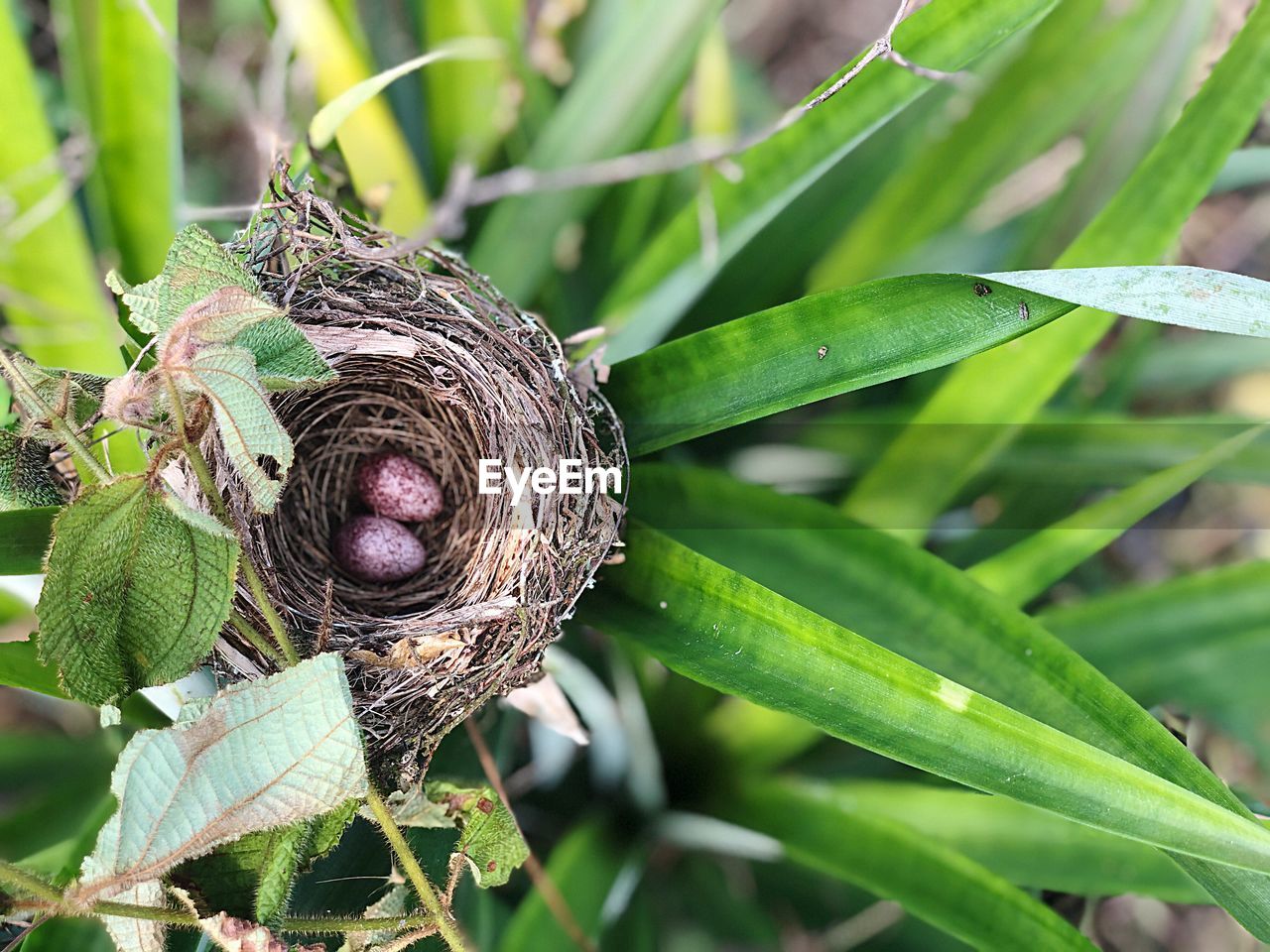 CLOSE-UP OF SNAKE ON PLANT