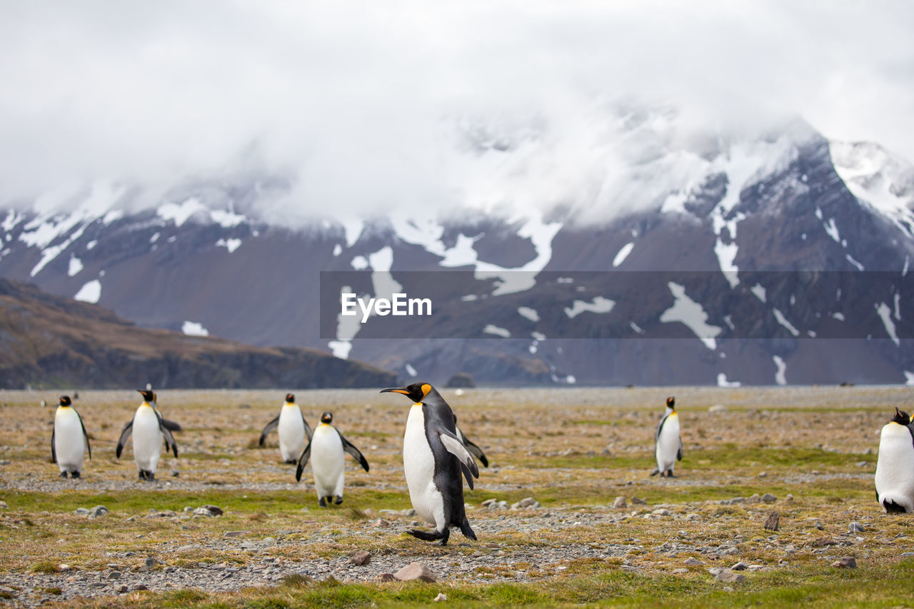 Penguins perching on field against snowcapped mountains