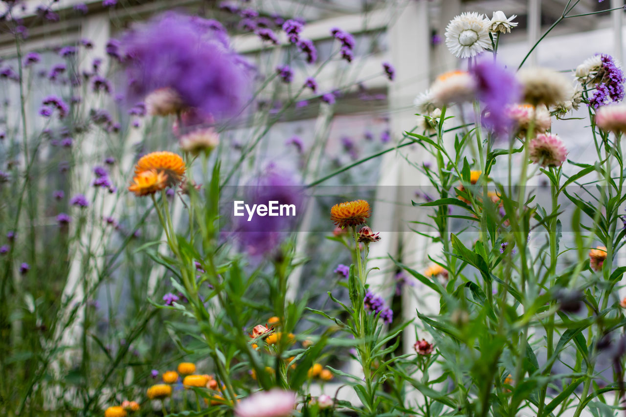 Close-up of purple flowering plants in park