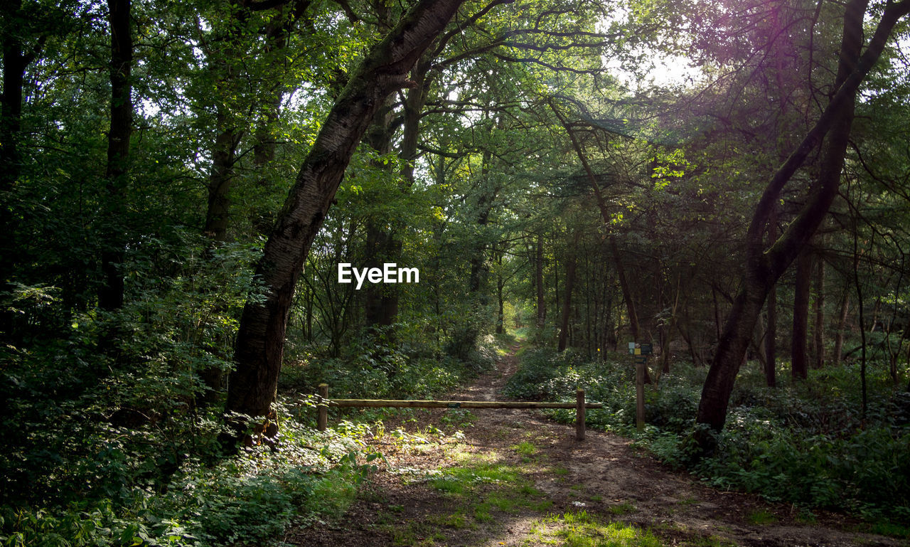 VIEW OF TREES IN FOREST