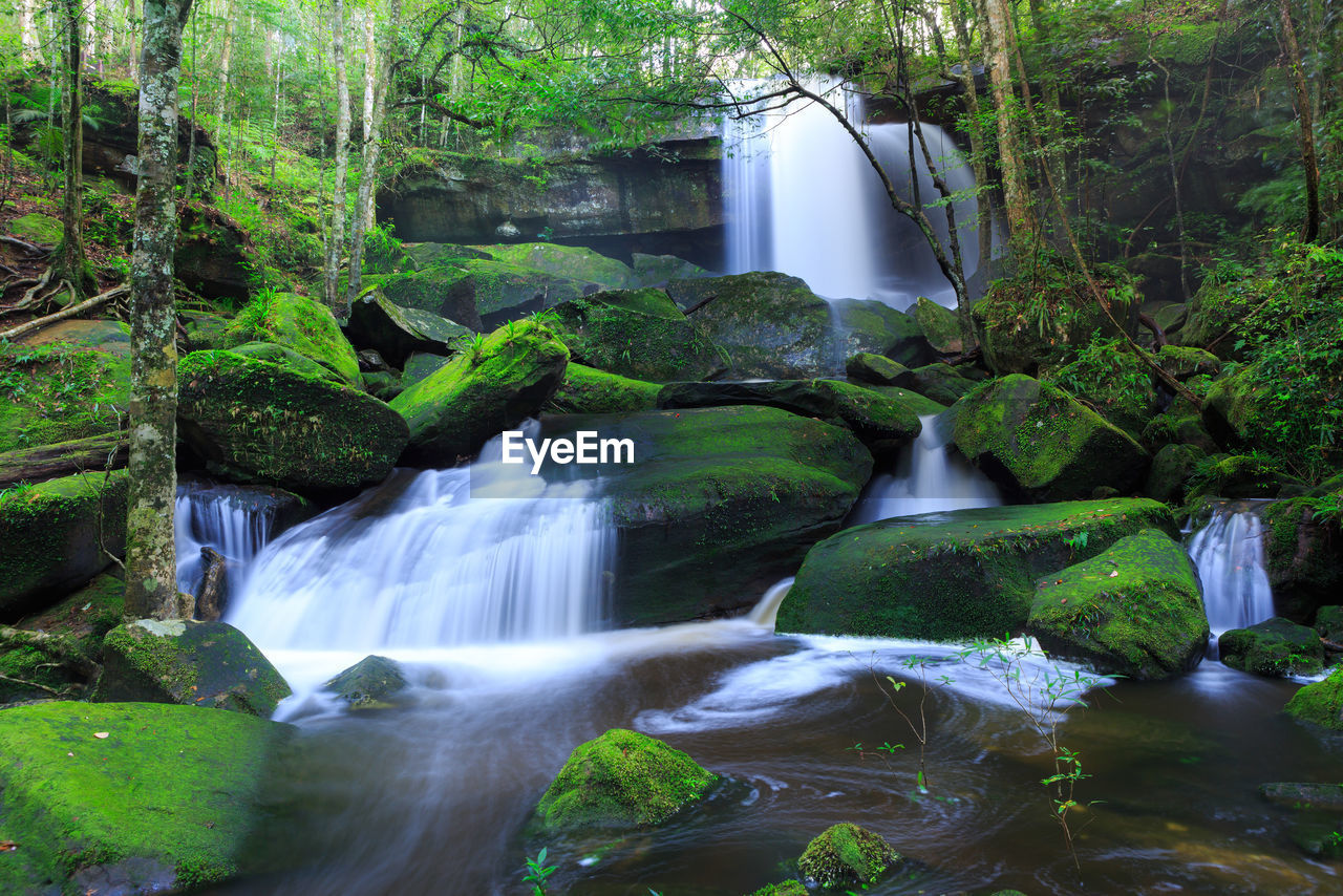 Scenic view of waterfall in forest