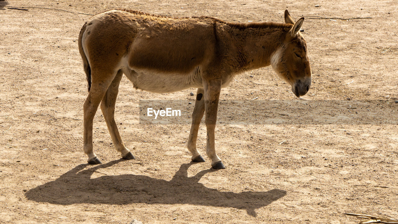 Full length of a donkey