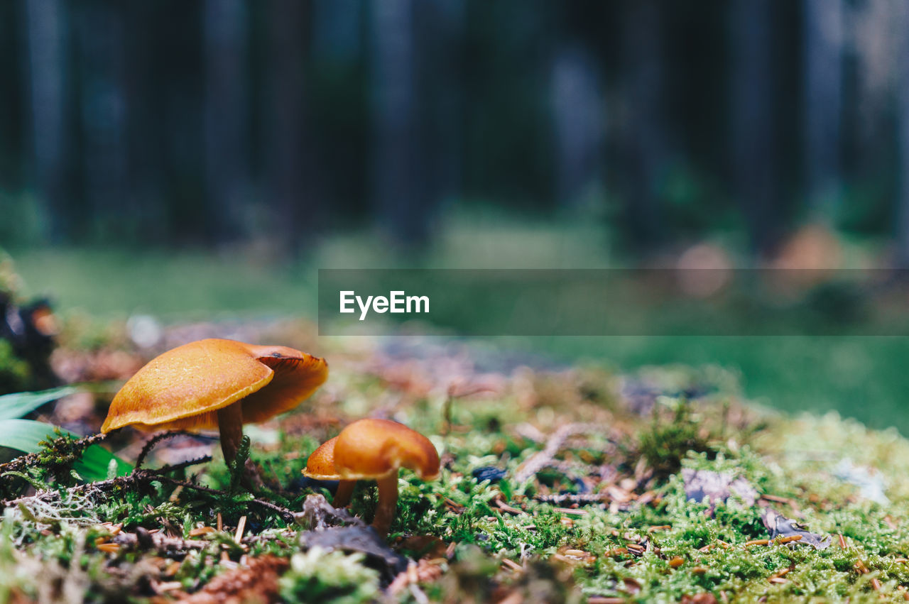 Close-up of mushroom growing on field