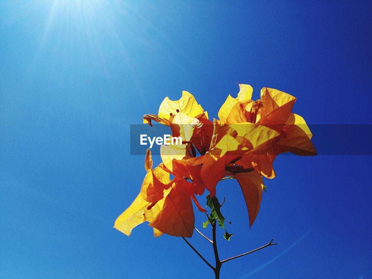 Low angle view of maple leaf against blue sky