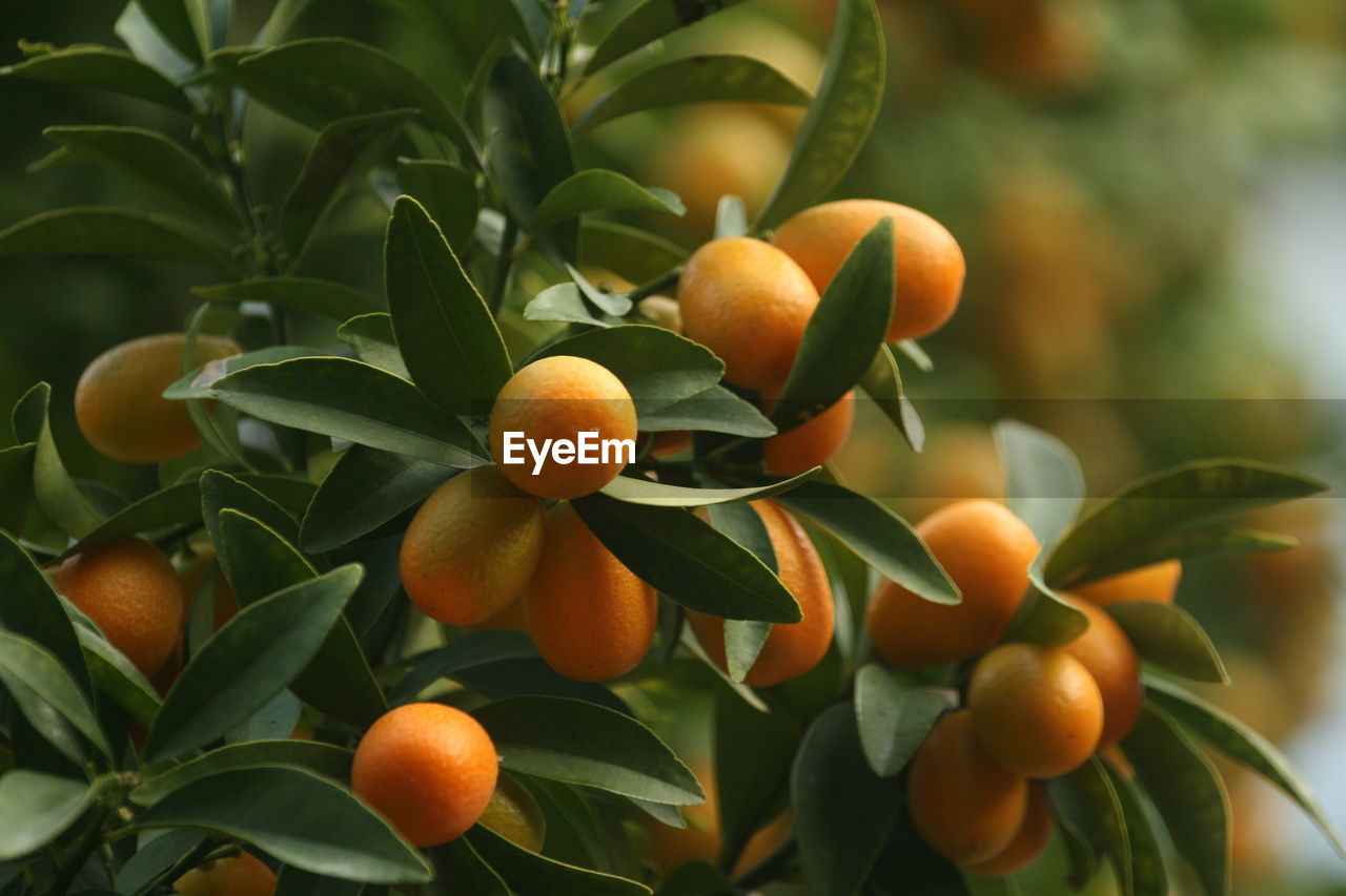 Close-up of oranges growing on tree