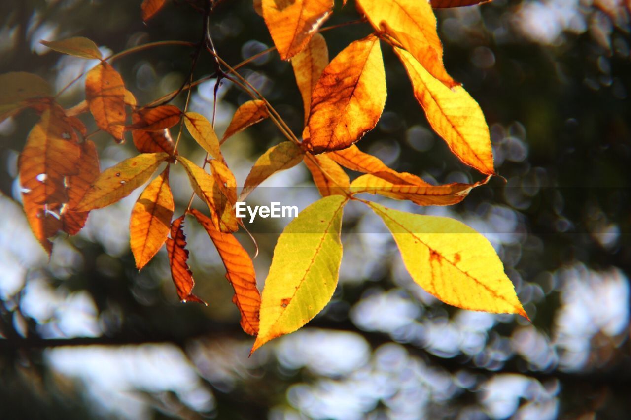 CLOSE-UP OF AUTUMN LEAVES ON TREE