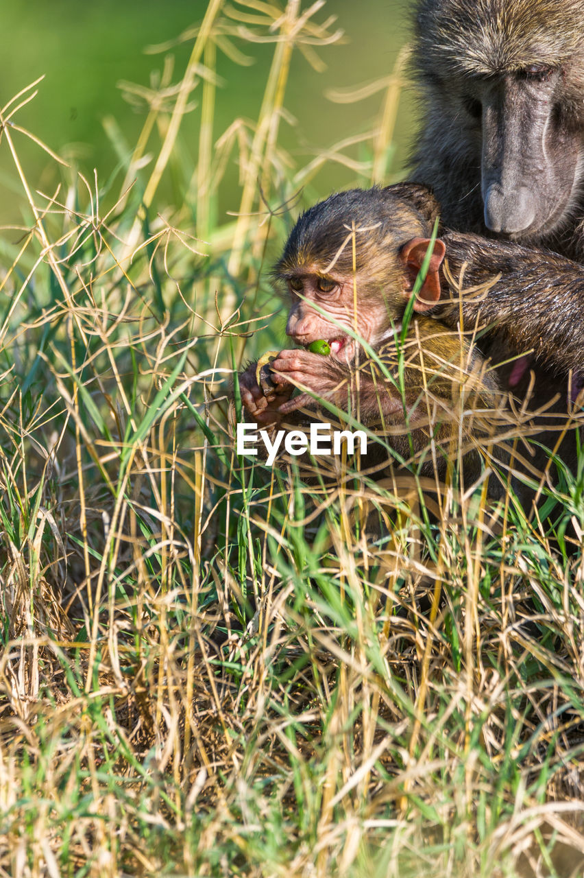 Close-up of adult and young monkey