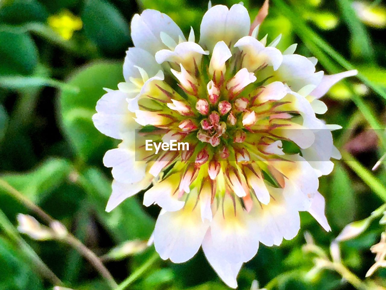 CLOSE-UP OF WHITE FLOWERS BLOOMING OUTDOORS