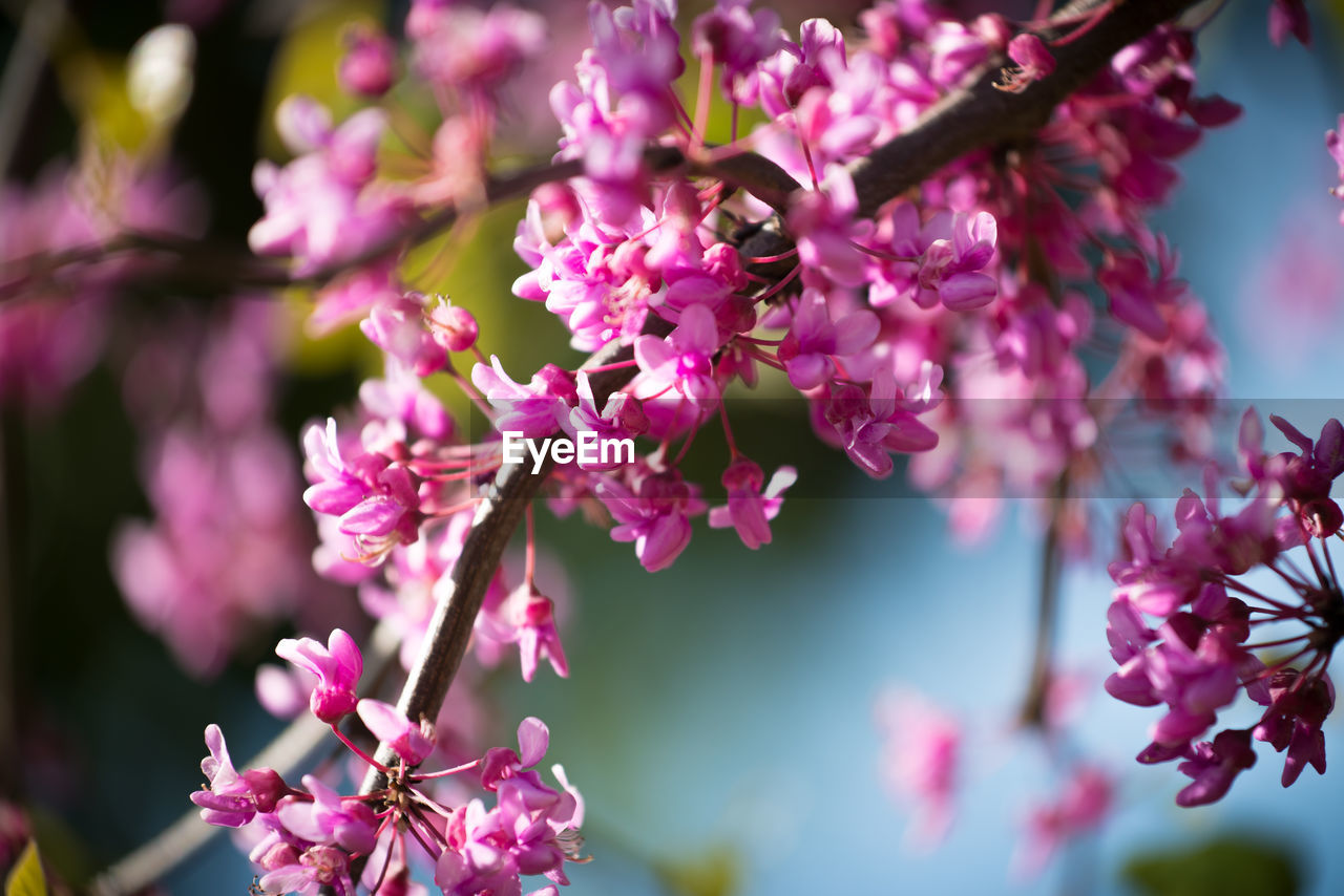 CLOSE-UP OF PINK BOUGAINVILLEA FLOWERS