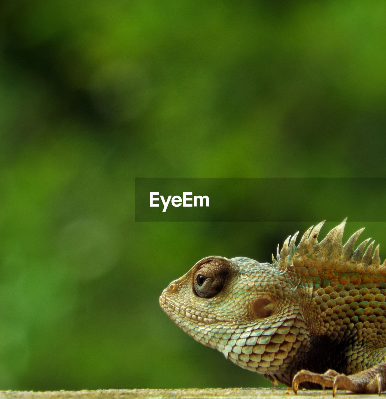 CLOSE-UP OF LIZARD ON LEAF
