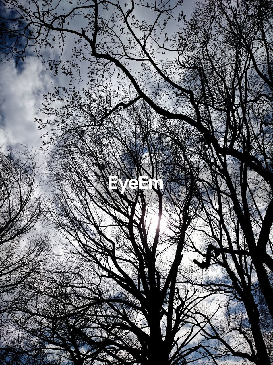 LOW ANGLE VIEW OF BARE TREES AGAINST SKY