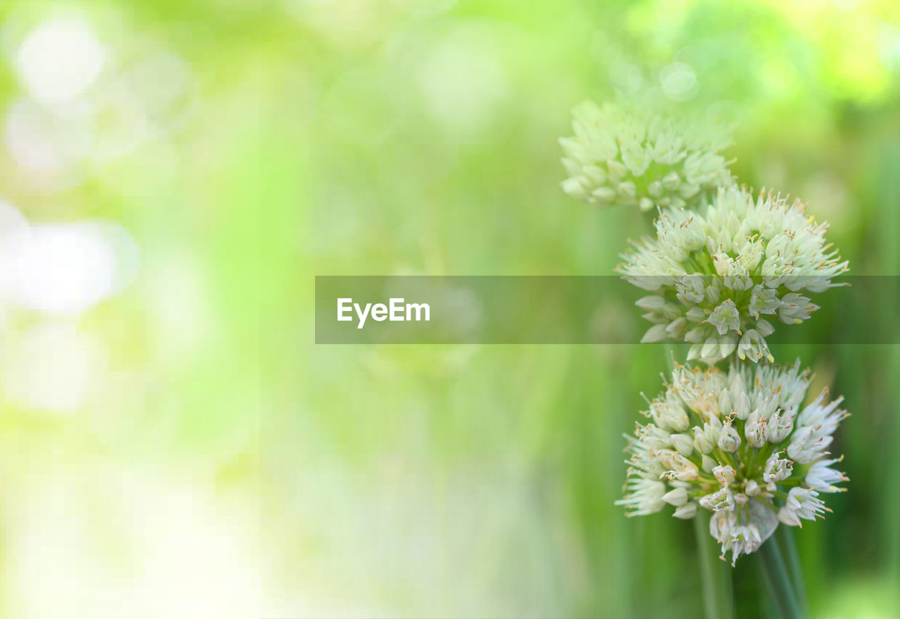 CLOSE-UP OF FLOWERING PLANT AGAINST BRIGHT SUNLIGHT