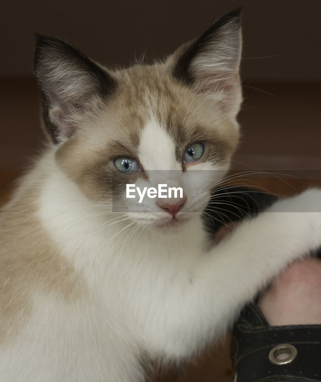 Close-up portrait of cat