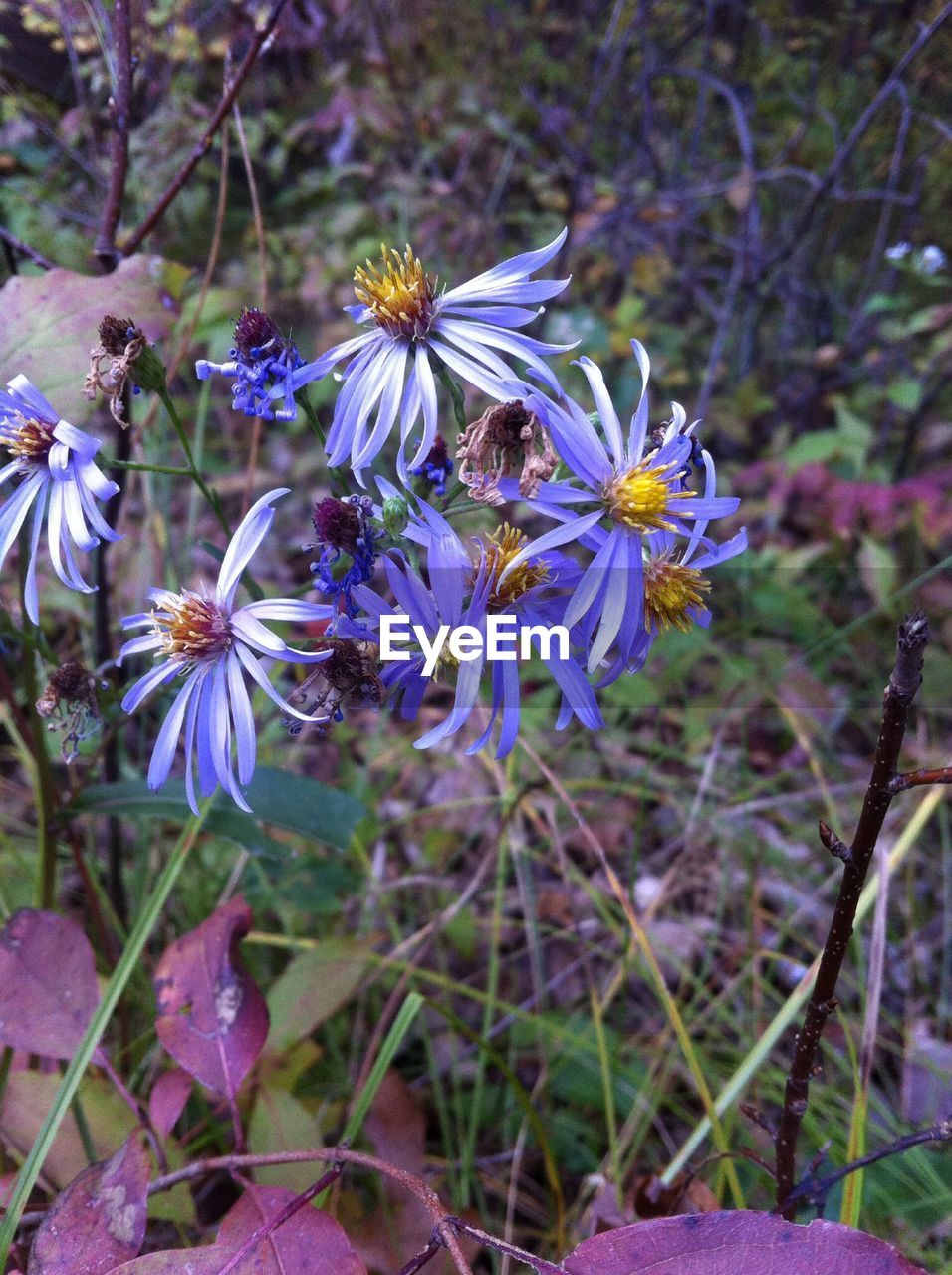 View of purple flowers in formal garden