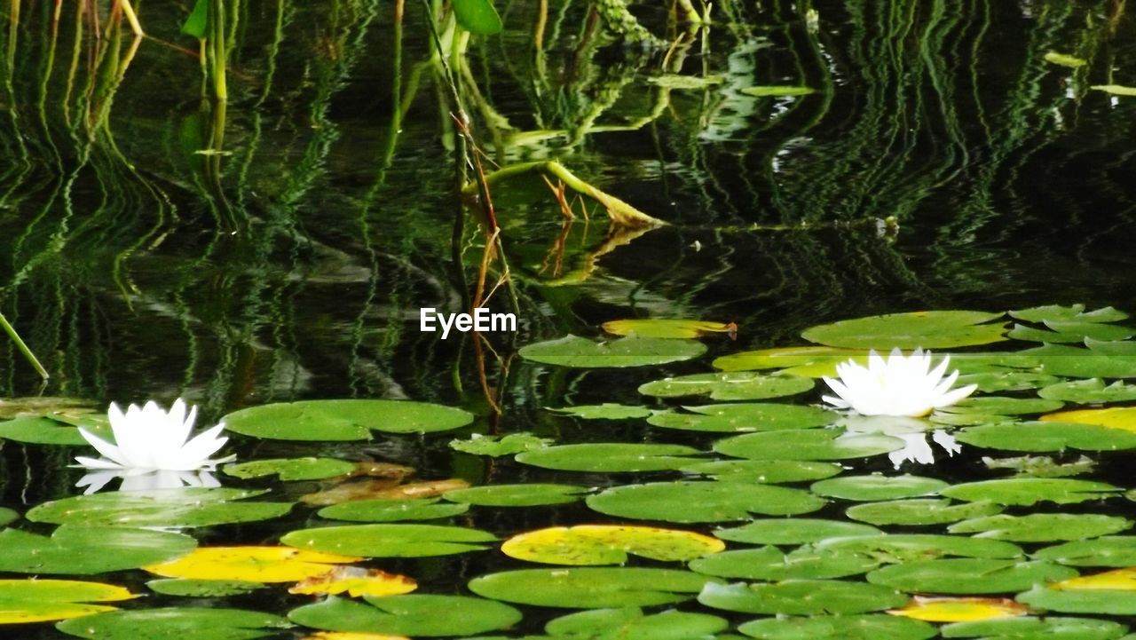 LOTUS WATER LILY IN POND