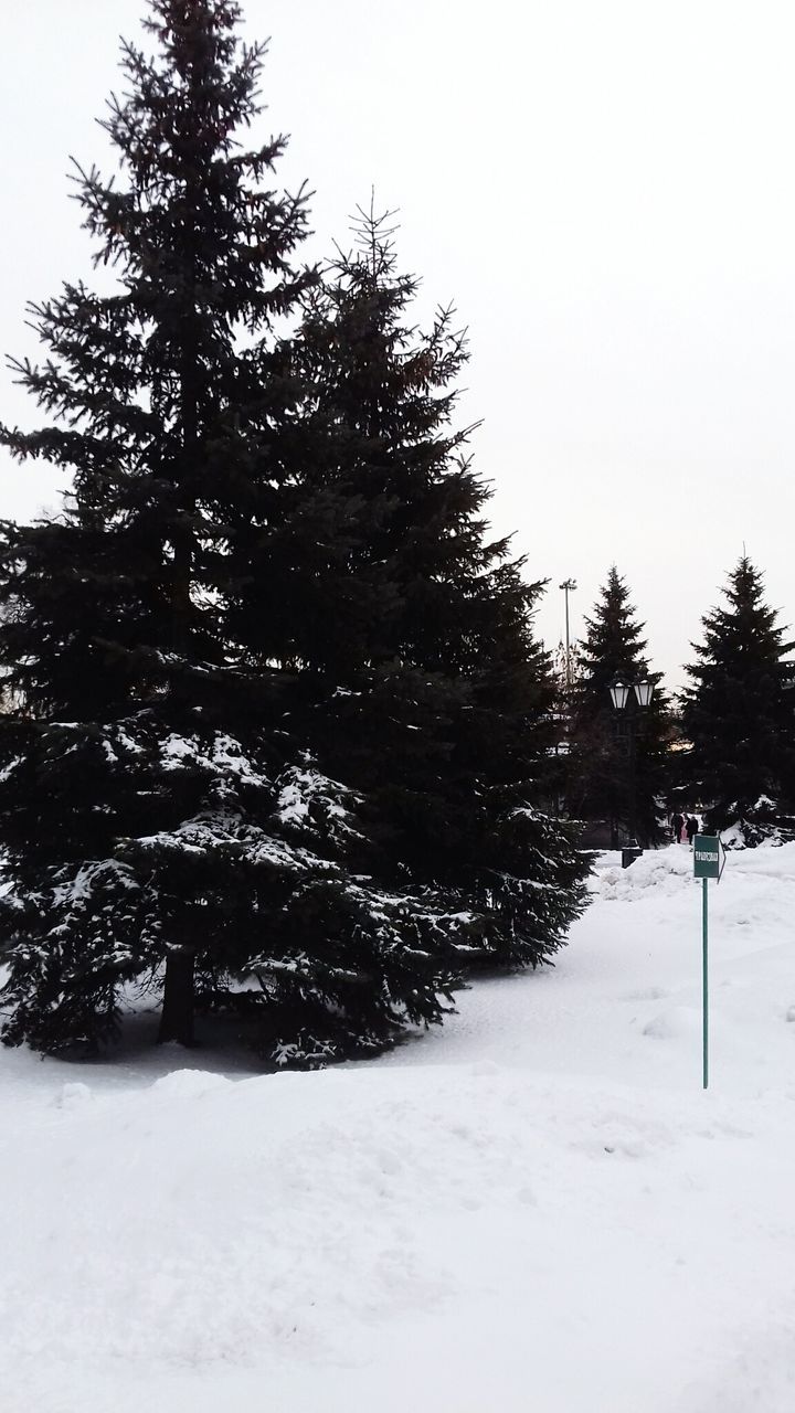 FROZEN TREES AGAINST SKY