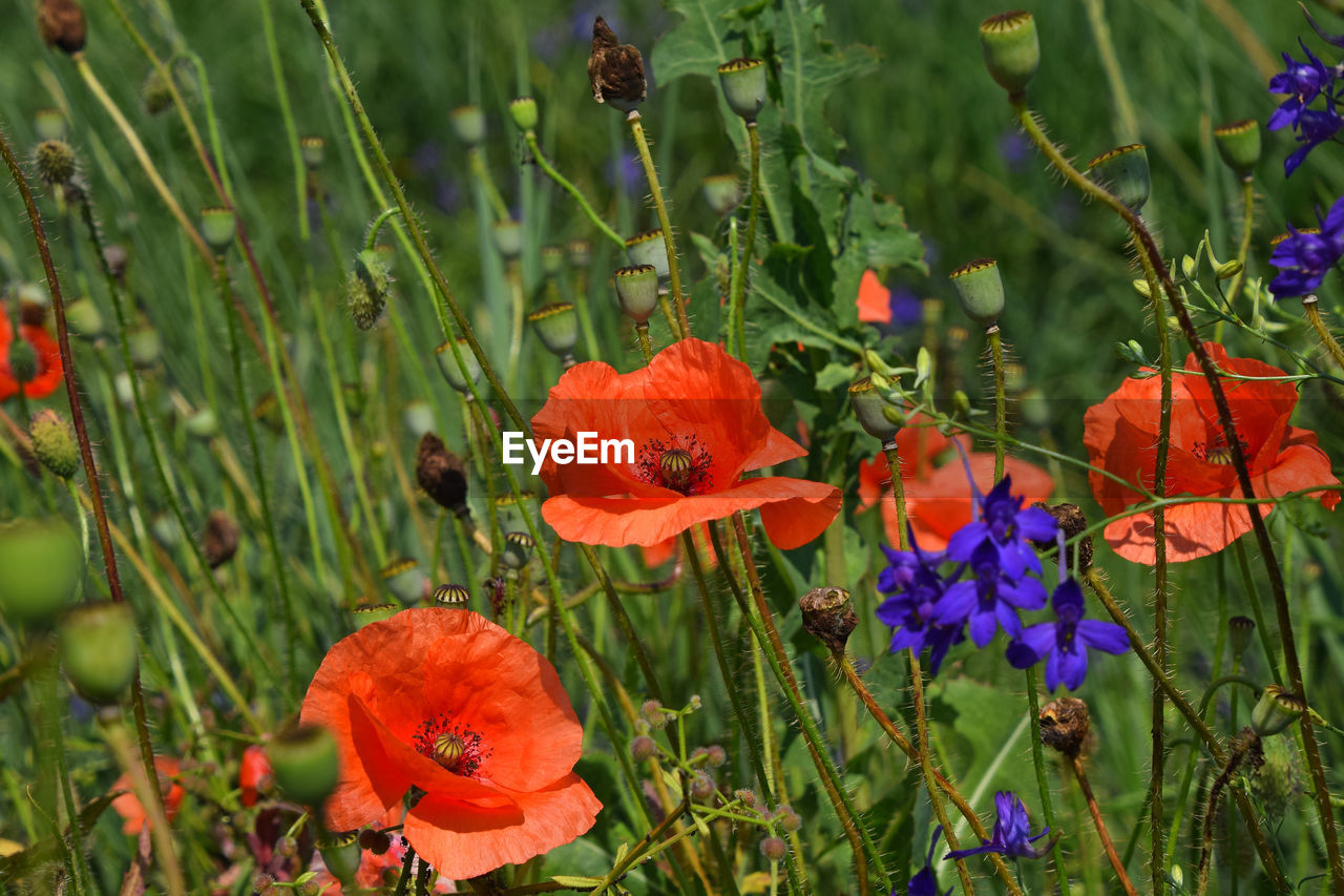 Red poppy blooming in field