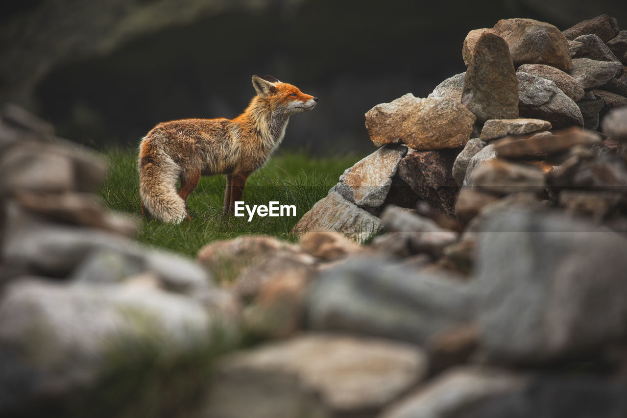 Wild red fox from retezat mountains, romania.