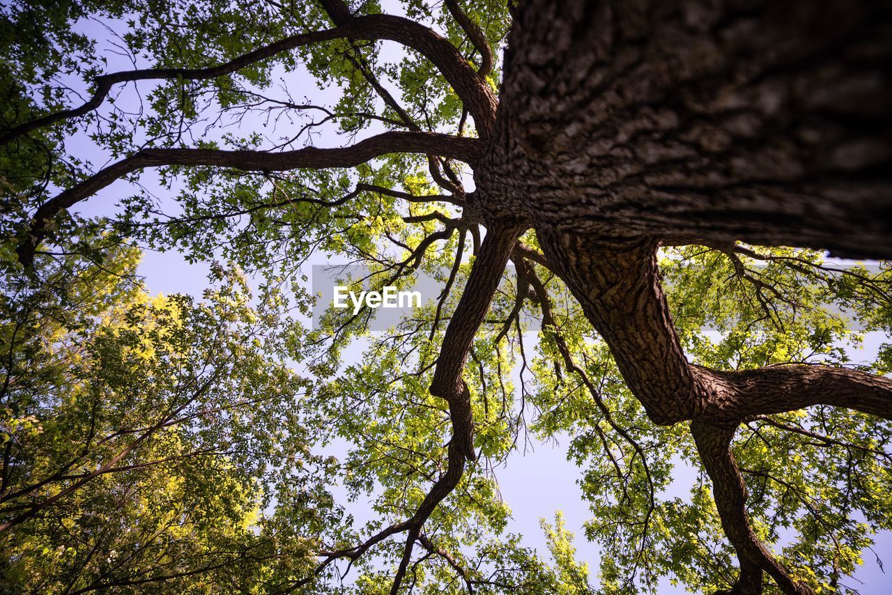 LOW ANGLE VIEW OF TREES AGAINST SKY